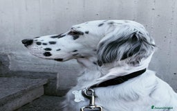 Setter Inglese cani in vendita: CUCCIOLI DI SETTER INGLESE a Provincia di Arezzo - Immagine 8