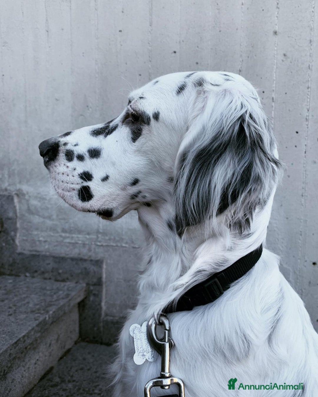 Setter Inglese cani in vendita: CUCCIOLI DI SETTER INGLESE a Provincia di Arezzo - Immagine 8