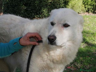 Meticcio cani MINERVA UNA VITA DI STENTI, IN ADOZIONE - Annuncio 30