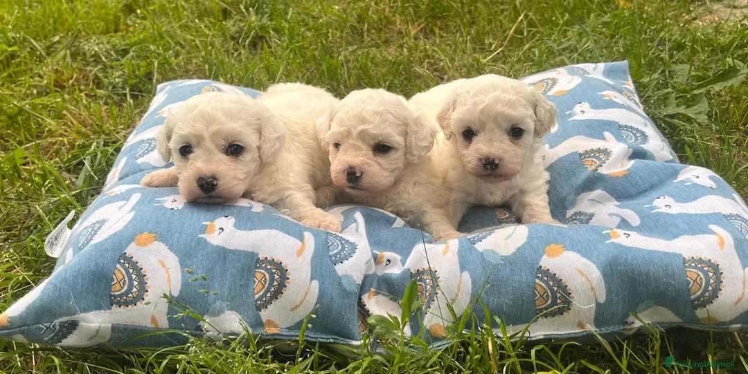 Bolognese cani in vendita: Cuccioli di bolognese - Annuncio 3