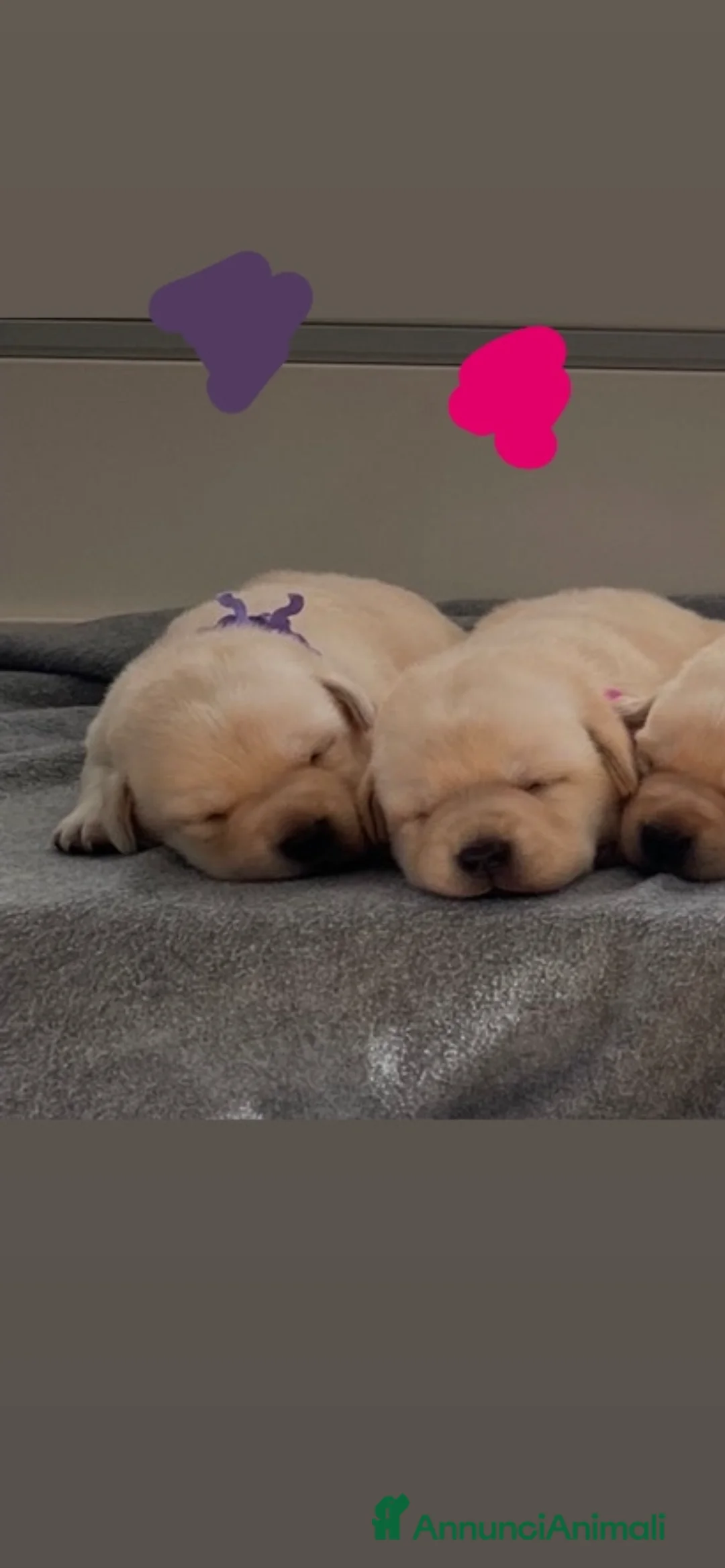 Labrador cani in vendita: Cuccioli Labrador Gialli  - Annuncio 2