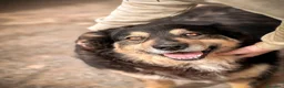 Meticcio cani in regalo: Jack . - Annuncio 1