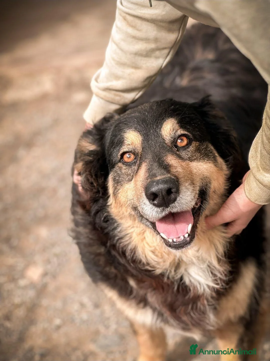 Meticcio cani in regalo: Jack . - Annuncio 1