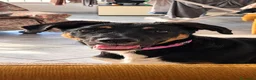 Meticcio cani in regalo: Arya, simil pastorina! (5 mesi)  - Annuncio 1