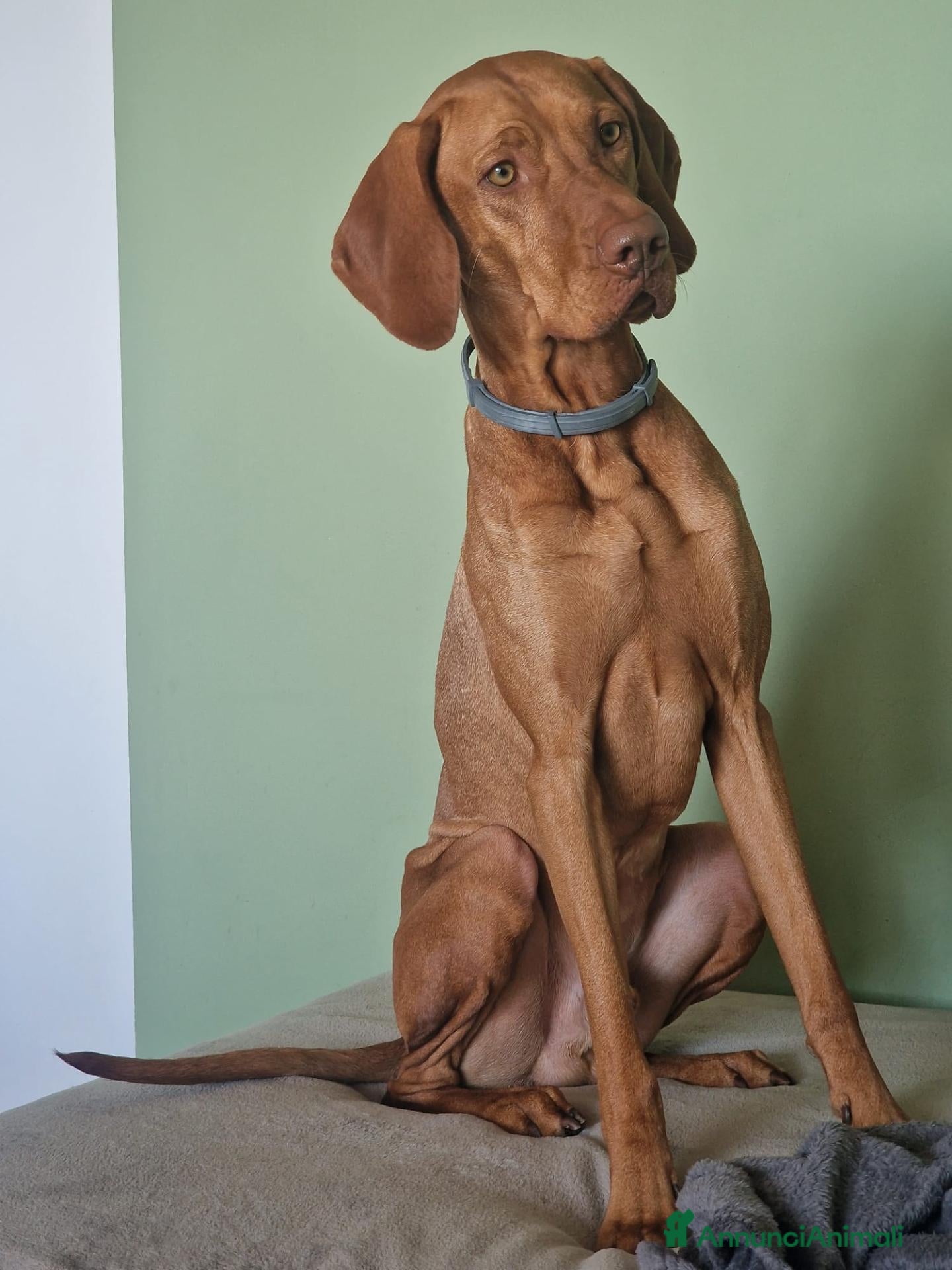 Vizsla cani Disponibile per monta: VIZSLA con pedigree ENCI - Annuncio 10