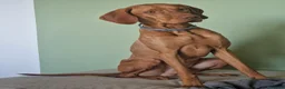 Vizsla cani per accoppiamento: Disponibile per monta: VIZSLA con pedigree ENCI a Provincia di Monza e della Brianza - Annuncio 1