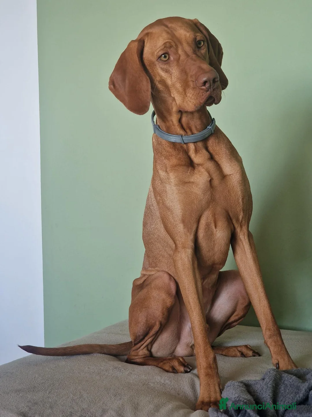 Vizsla cani per accoppiamento: Disponibile per monta: VIZSLA con pedigree ENCI a Provincia di Monza e della Brianza - Annuncio 1