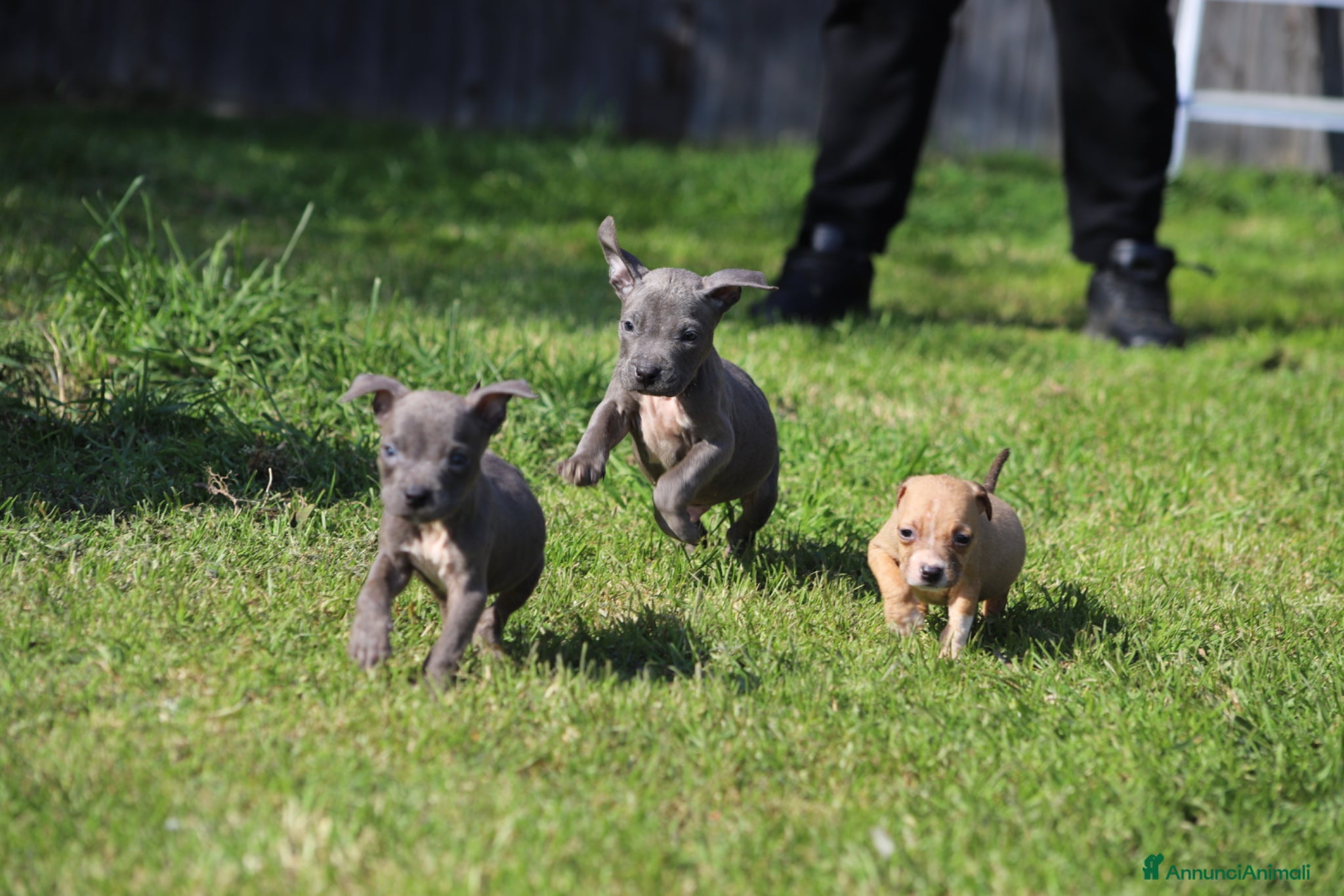 Pitbull cani Cuccioli Pit Bull con pedigree anche a rate - Annuncio 6
