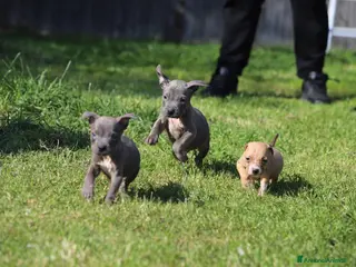 Pitbull cani Cuccioli Pit Bull con pedigree anche a rate - Annuncio 6