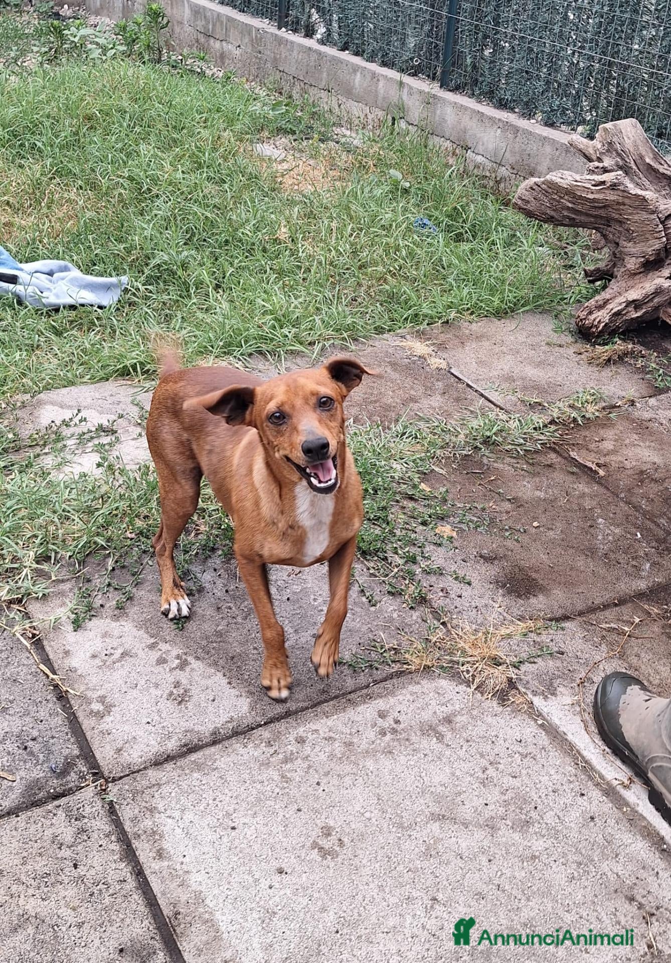 Meticcio cani Taglia piccola  - Annuncio 2