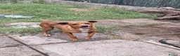Meticcio cani in regalo: Taglia piccola  - Annuncio 1