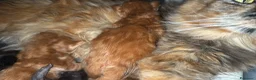 Maine Coon gatti in vendita: Maine coon splendidi - Annuncio 5