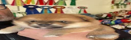 Shiba Inu cani in vendita: Shiba inu - Annuncio 13