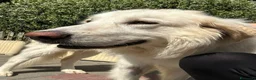 Meticcio cani in regalo: RAMBO MAREMMANO - Annuncio 2