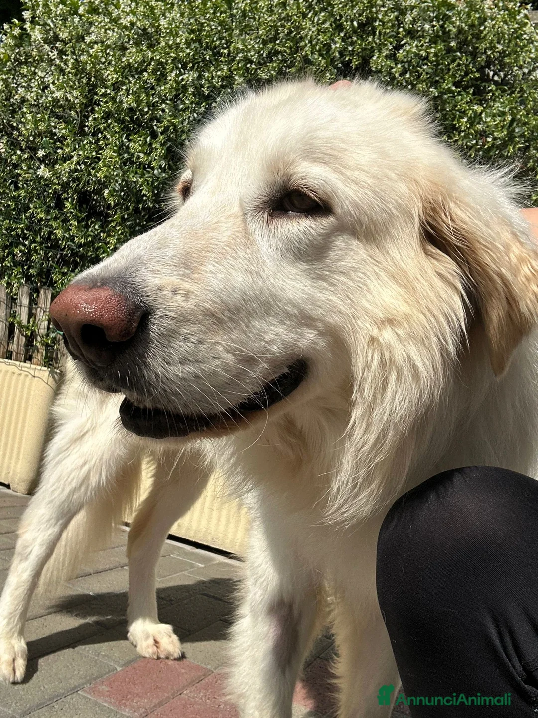 Meticcio cani in regalo: RAMBO MAREMMANO - Annuncio 2