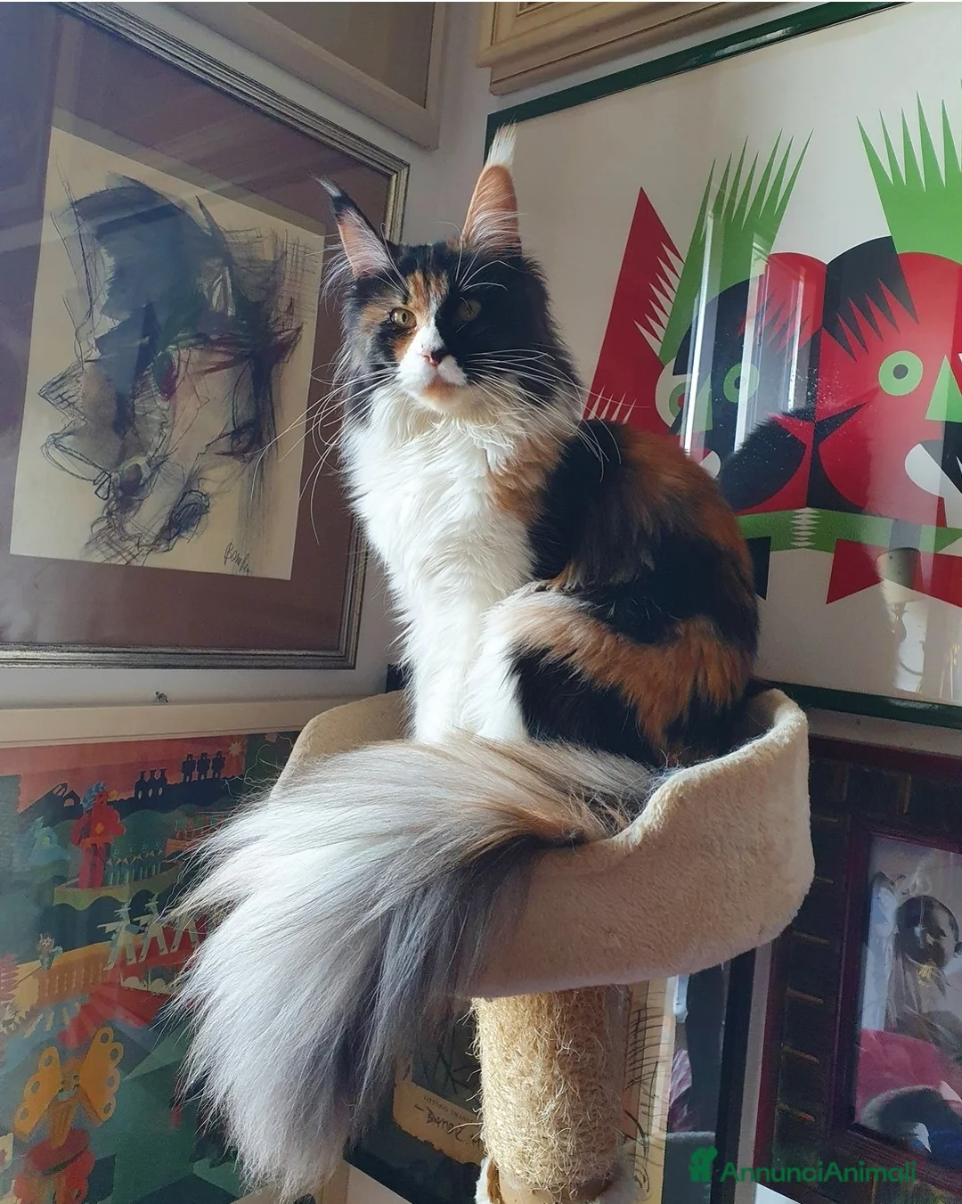 Immagine della galleria {{count}}