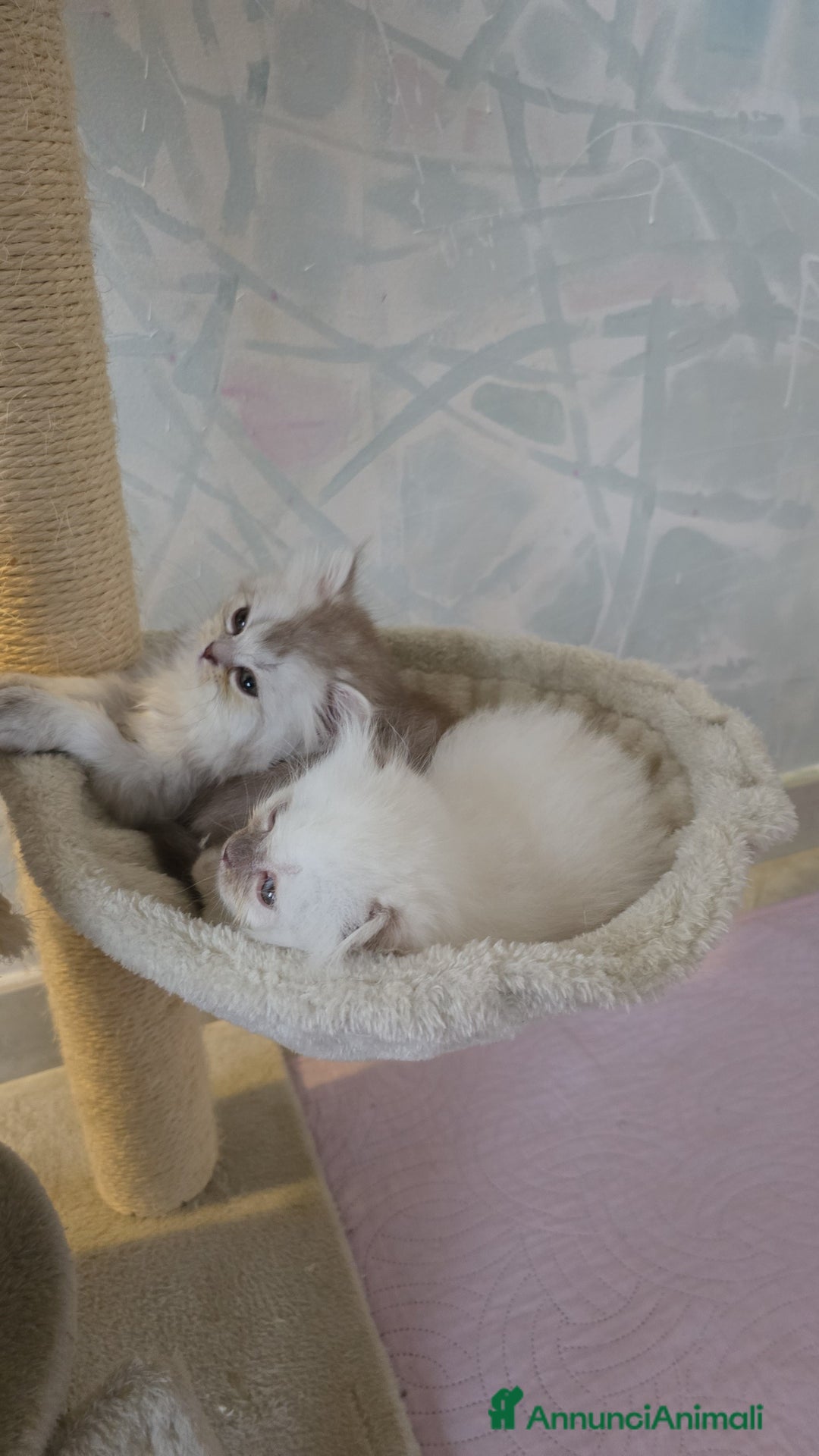 Scottish gatti in vendita: Scottish Fold e Straight  - Annuncio 2