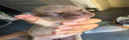 Chihuahua cani in vendita: cuccioli chihuahua - Annuncio 13