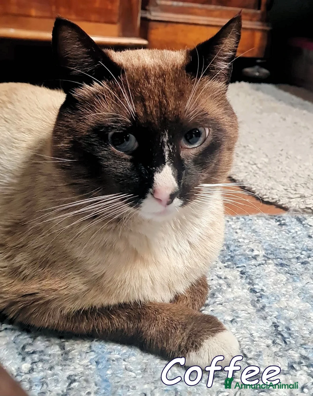 Siamese gatti in regalo: COFFEE BELLISSIMO GATTINO SIMILSIAMESE - Annuncio 2