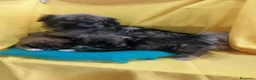 Tibetan Spaniel cani in vendita: Tibetan Spaniel cuccioli  - Annuncio 19