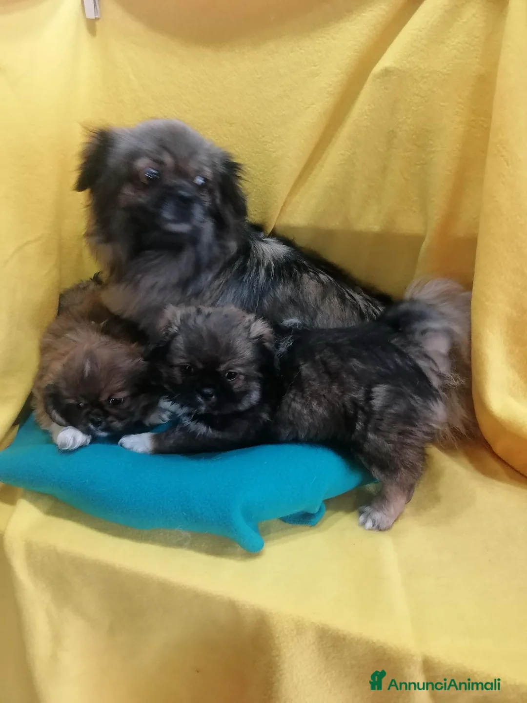 Tibetan Spaniel cani in vendita: Tibetan Spaniel cuccioli  - Annuncio 19