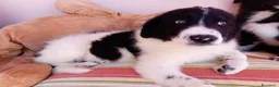 Meticcio cani in regalo: Virgola dolcissima cucciola simil border collie a Città metropolitana di Milano - Annuncio 3