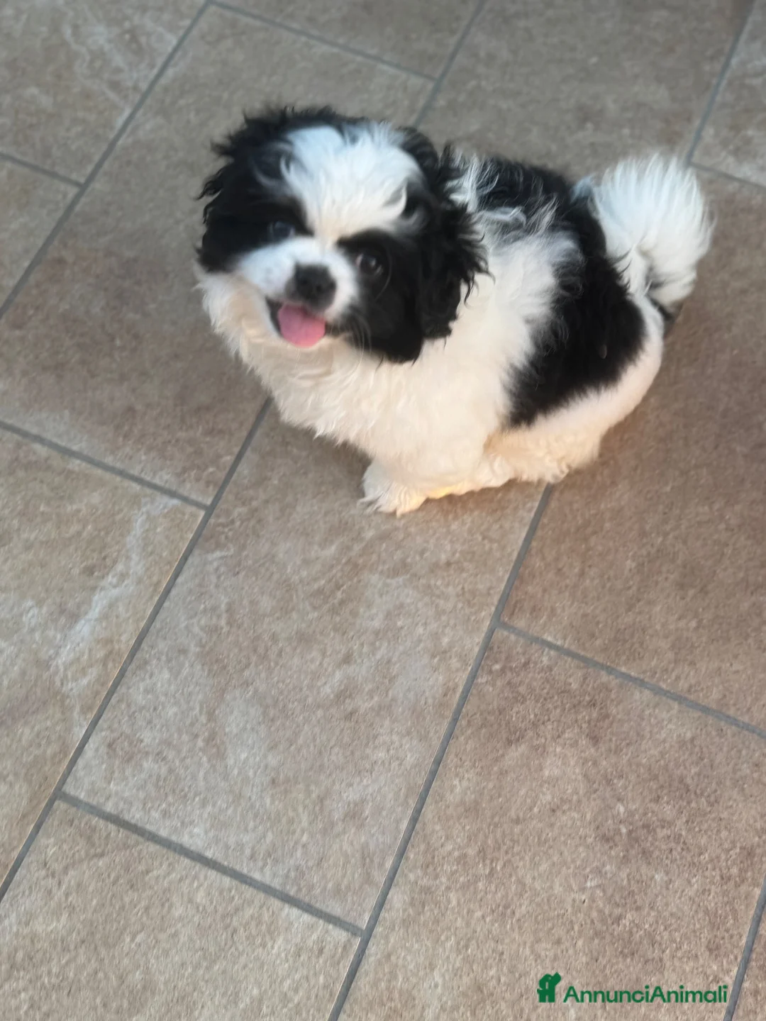Pechinese cani in vendita: Cucciola femmina - Annuncio 1