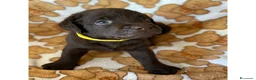 Labrador cani in vendita: Cuccioli Labrador Retriever Chocolate - Annuncio 13
