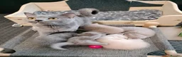 British gatti in vendita: Splendido cucciolo di British Shorthair  - Annuncio 2