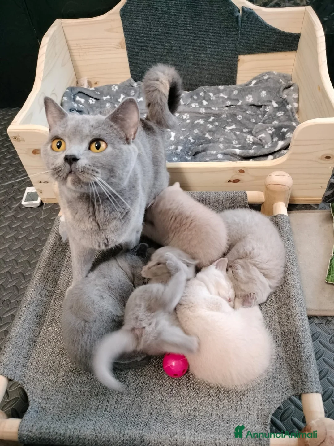 British gatti in vendita: Splendido cucciolo di British Shorthair  - Annuncio 2