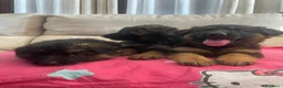 Pastore Tedesco cani in vendita: CUCCIOLI DI PASTORE TEDESCO a Provincia di Vercelli - Annuncio 3
