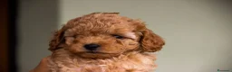 Barboncino cani in vendita: Cucciole di Barboncino Nano - Annuncio 5