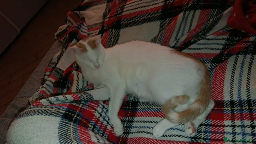 Europeo gatti in regalo: Zury dolcissimo gattino in cerca di una famiglia. - Annuncio 3