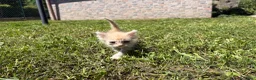 Meticcio gatti in regalo: Gattine femmine  - Annuncio 8