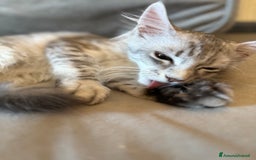 Maine Coon gatti in vendita: Dolcissima gattina Maine coon  a Città metropolitana di Roma Capitale - Immagine 6