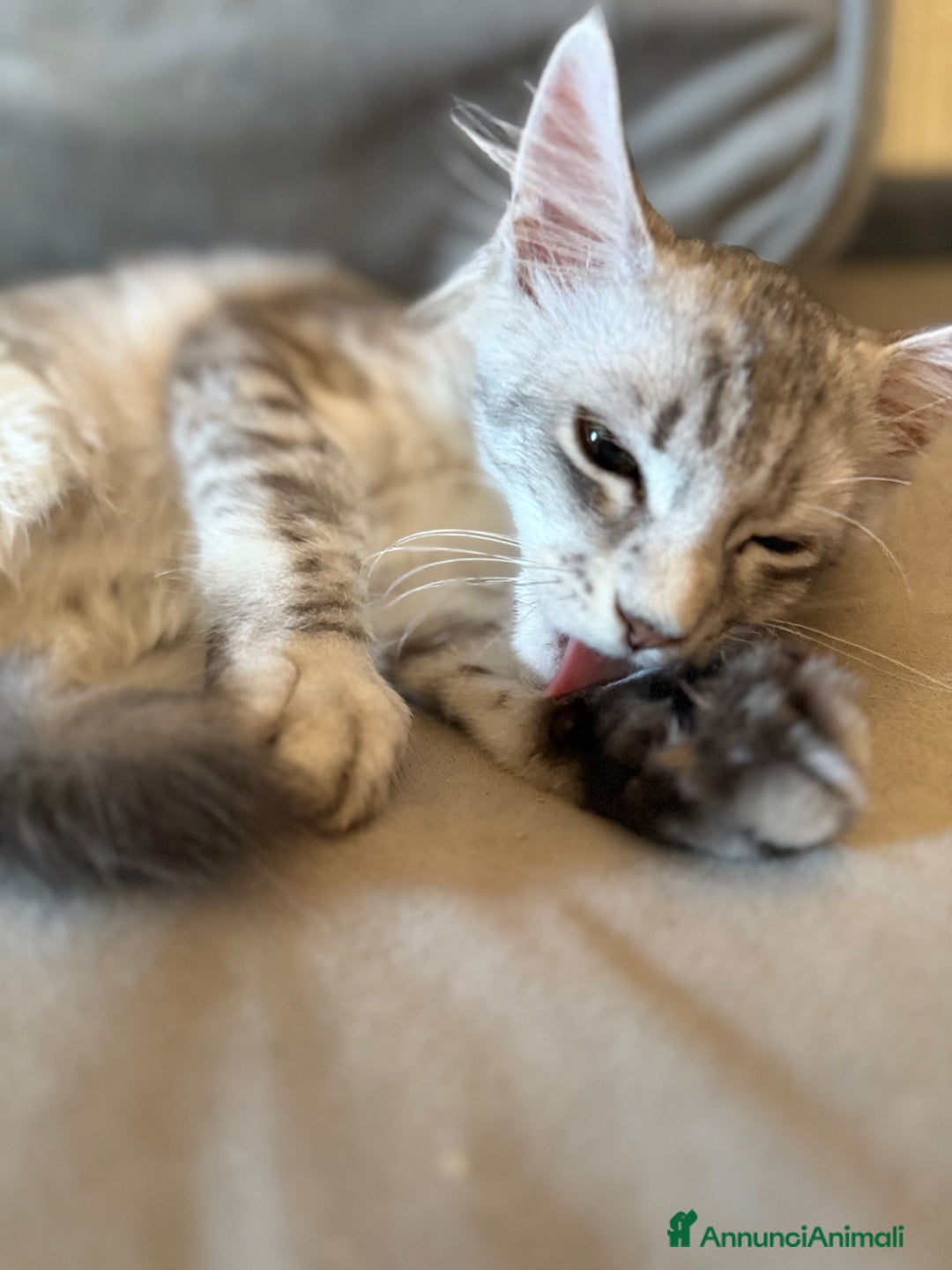 Maine Coon gatti in vendita: Dolcissima gattina Maine coon  a Città metropolitana di Roma Capitale - Immagine 6