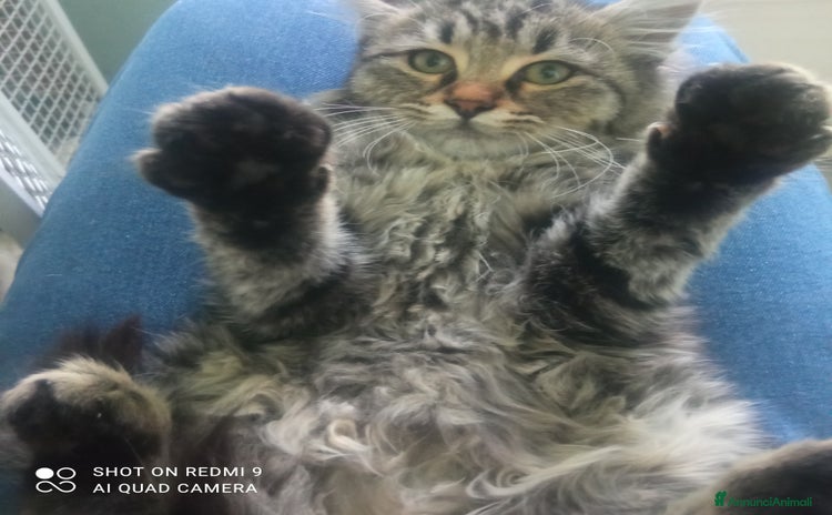 Altre razze gatti - Annuncio 1