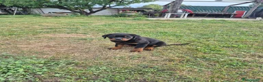 Rottweiler Cucciolo 2