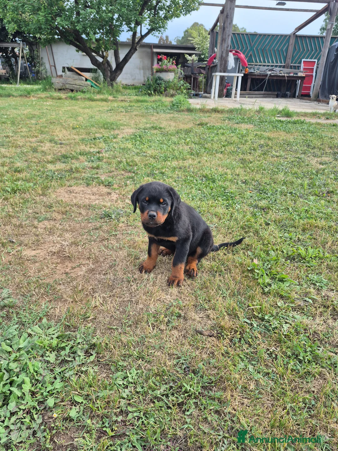 Rottweiler cani in vendita: Vendo cuccioli di Rottweiler - Annuncio 7