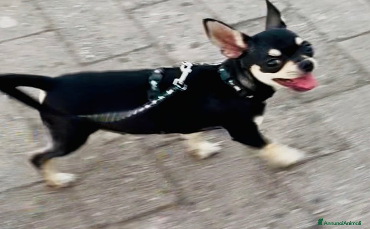 Chihuahua cani a Città metropolitana di Roma Capitale - Annuncio 13