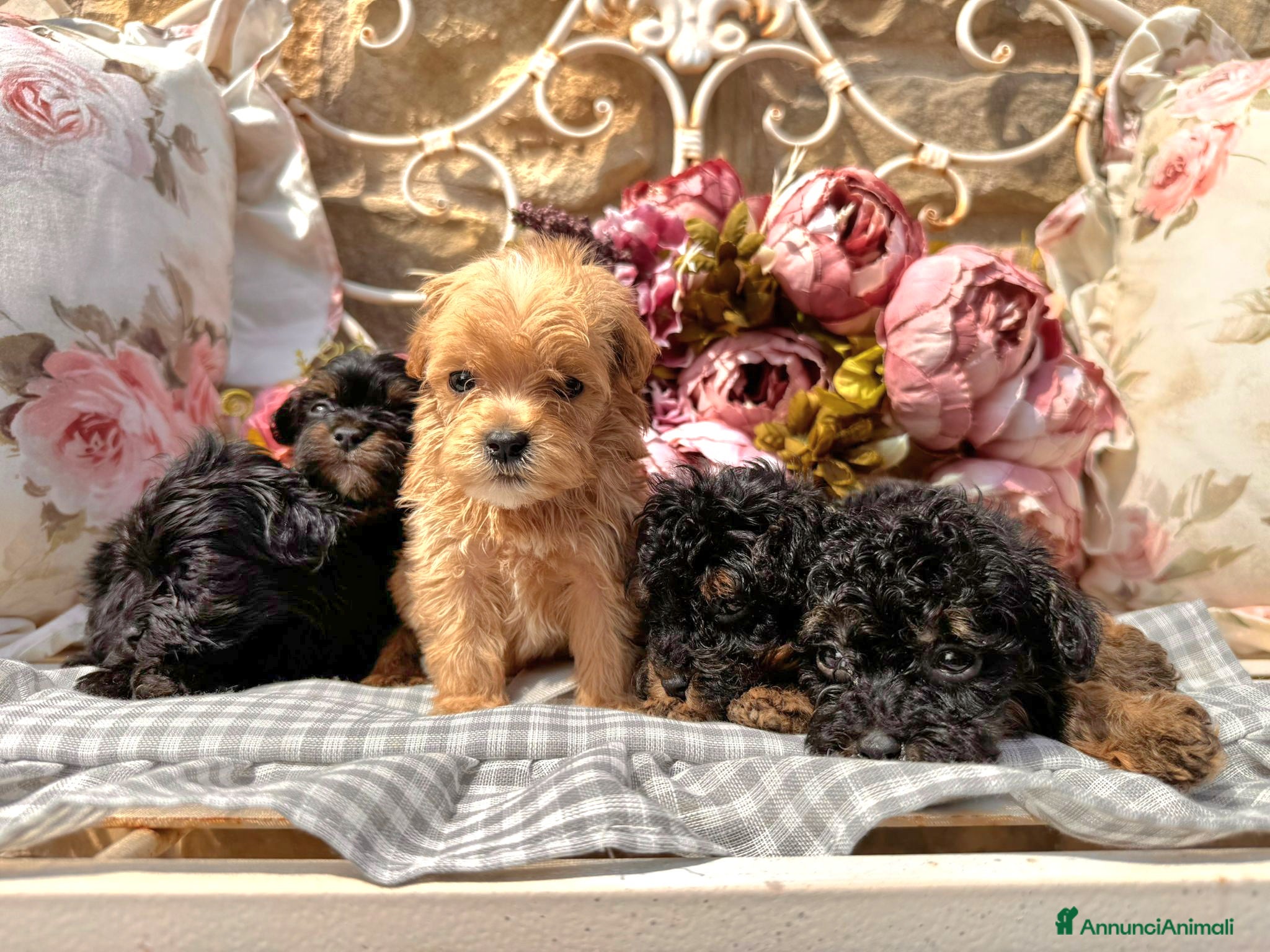 Maltipoo cani in vendita: Cuccioli Maltipoo a Città Metropolitana di Bologna - Annuncio 6