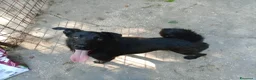 Meticcio cani in regalo: LOLLO - Annuncio 3