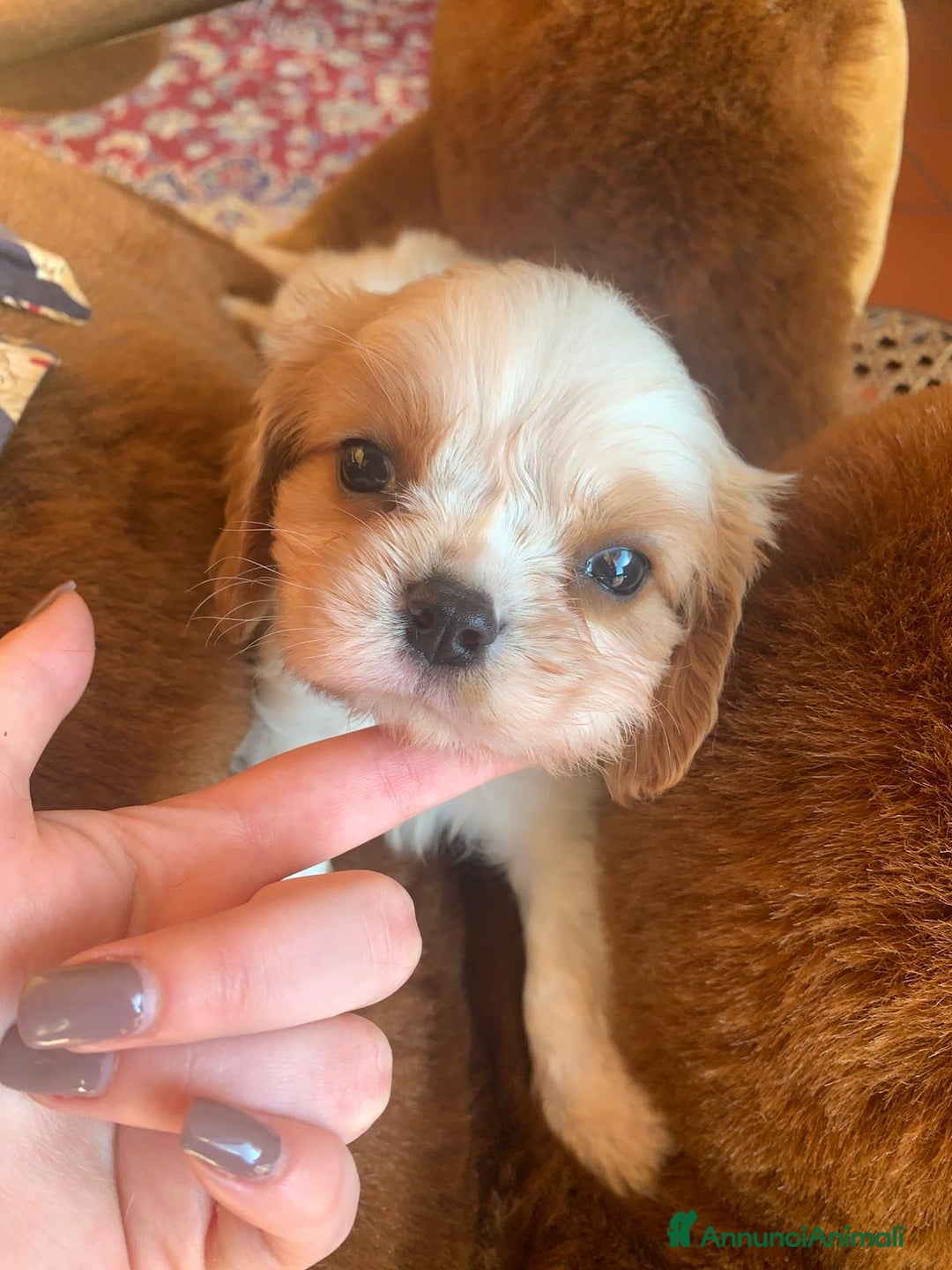 Cavalier King cani in vendita: Cuccioli di Cavalier King Charles Spaniel - Annuncio 1