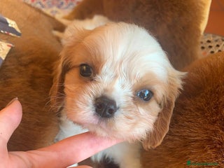 Cavalier King cani Cuccioli di Cavalier King Charles Spaniel - Annuncio 22