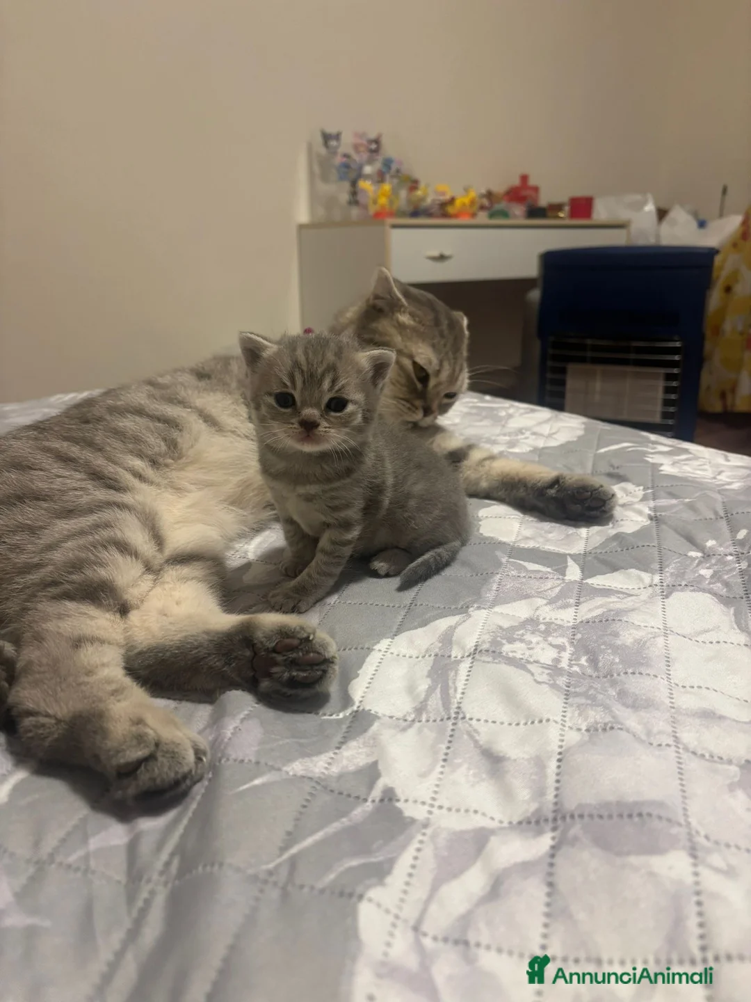 Scottish gatti in vendita: scottish maschietti  a Provincia di Catanzaro - Annuncio 1