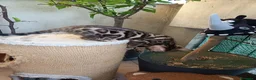 Bengala gatti in vendita: laun splendore cucciola Bengala 🥰  - Annuncio 15