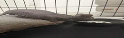Sphynx gatti in vendita: Cuccioli di canadian sphynz a Città metropolitana di Milano - Annuncio 3