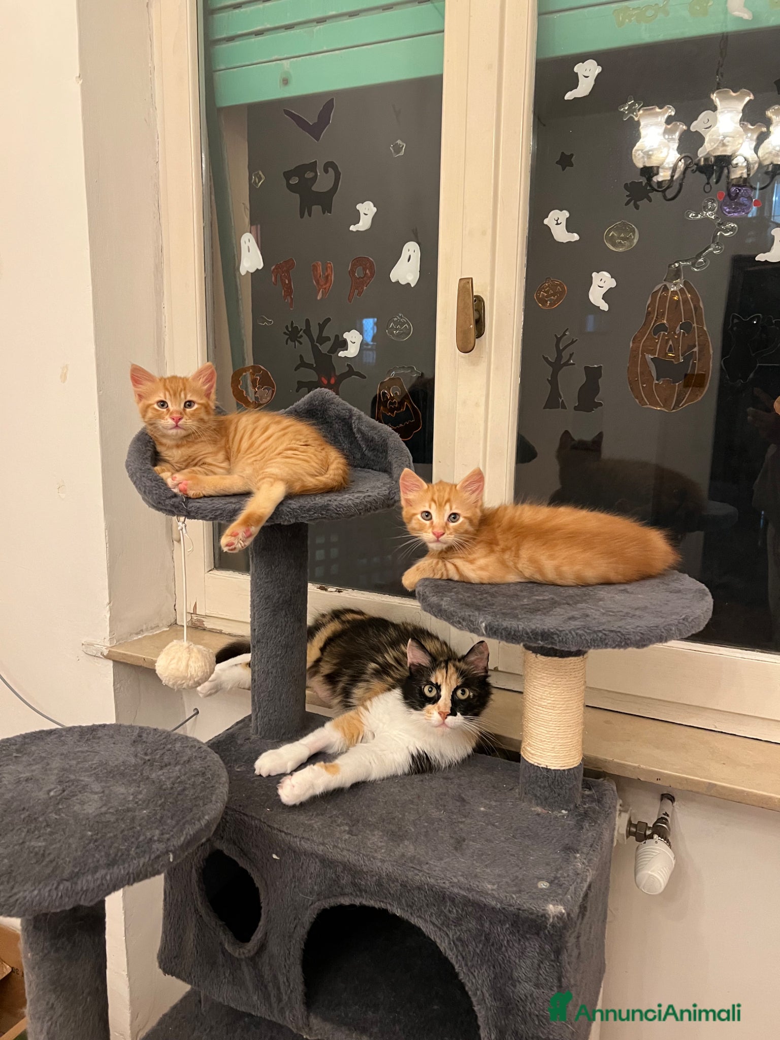 Meticcio gatti ADOZIONE DI COPPIA 🐈🐈 - Annuncio 1