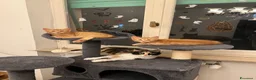 Meticcio gatti in vendita: ADOZIONE DI COPPIA 🐈🐈 - Annuncio 1