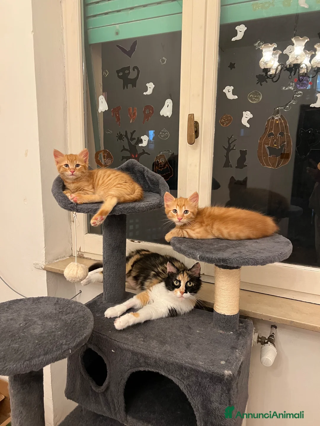 Meticcio gatti in vendita: ADOZIONE DI COPPIA 🐈🐈 - Annuncio 1